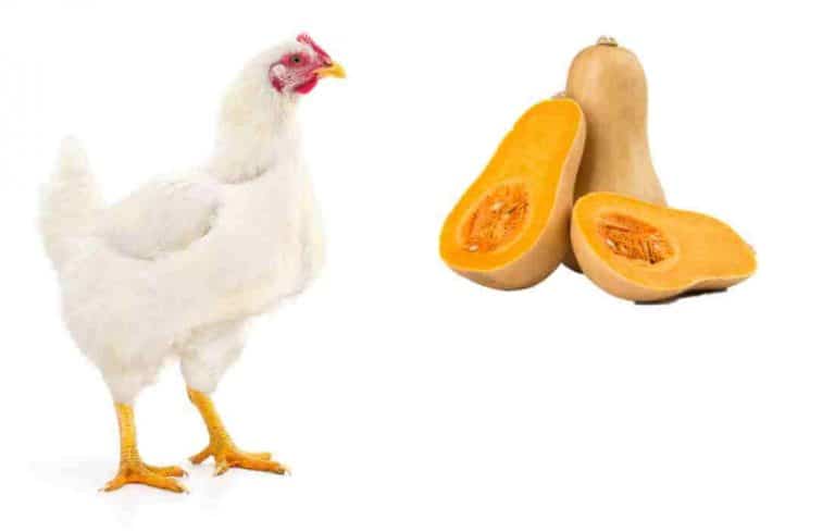 can chickens eat yellow squash