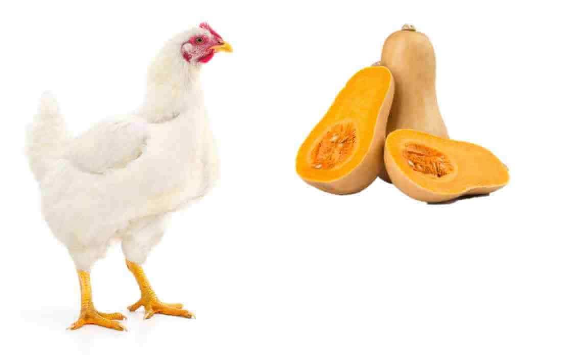 can chickens eat yellow squash