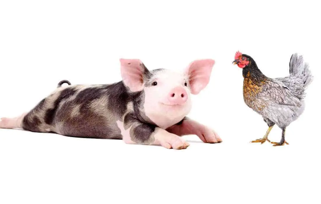 can chickens live with pigs