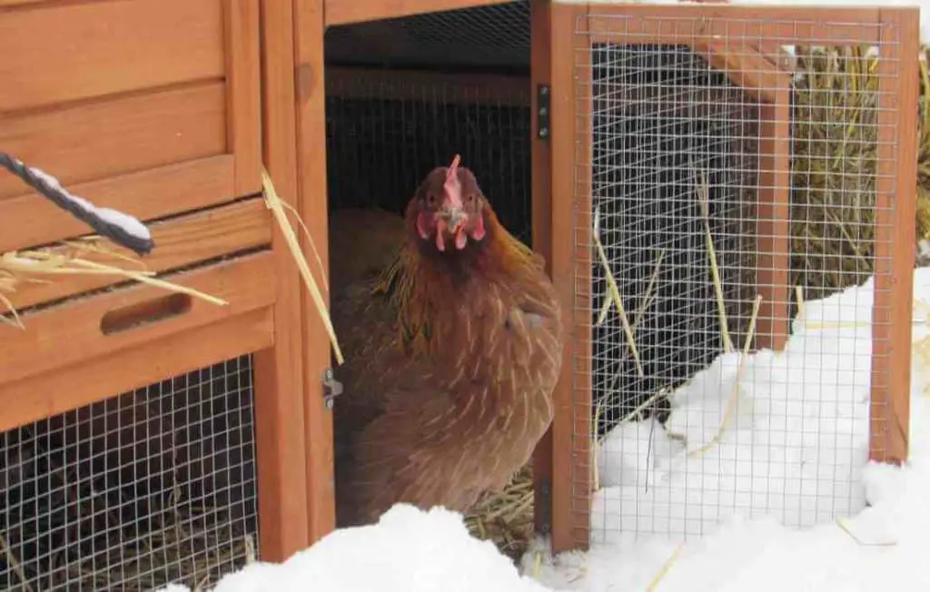 Can You Leave A Chicken Coop Open At Night?