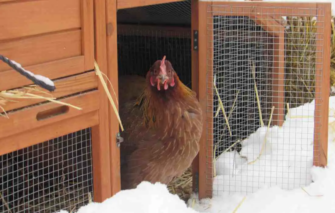 can you leave a chicken coop door open at night