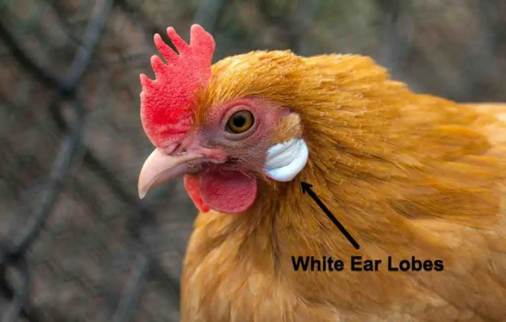 chicken ear lobes