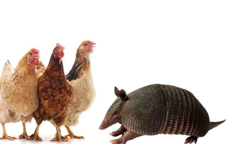 do armadillos eat chickens