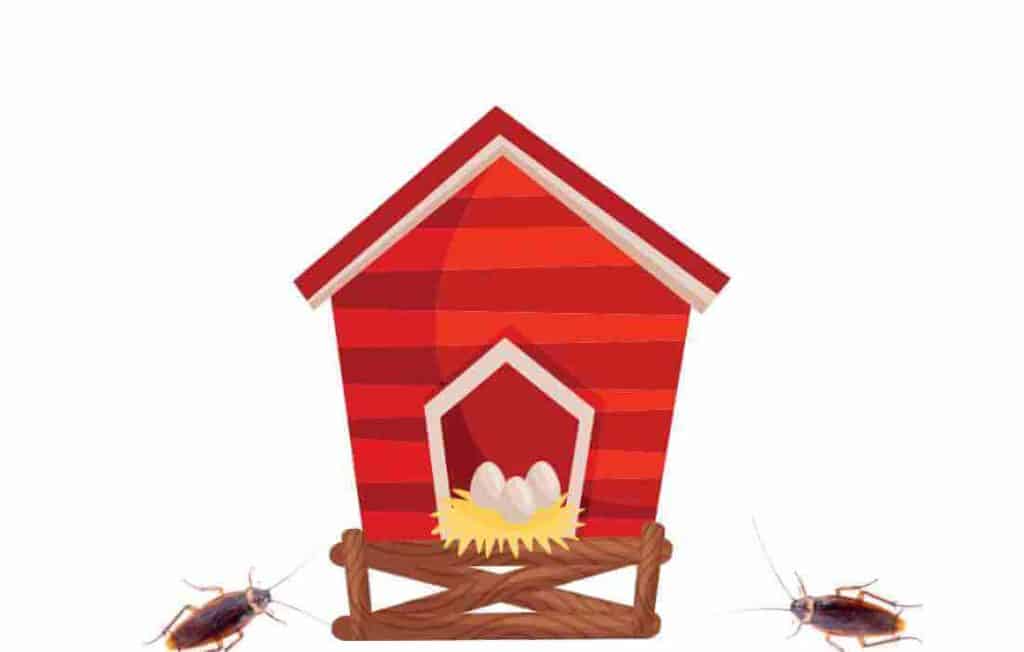 Do Chicken Coops Attract Roaches 1024x652 