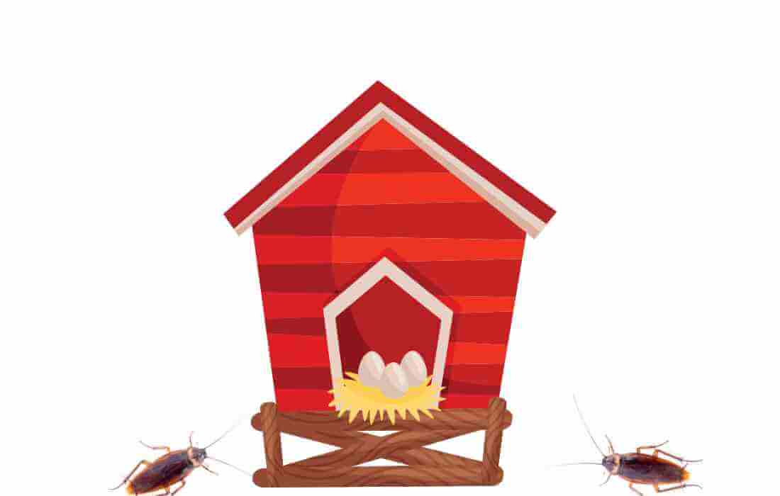 do chicken coops attract roaches