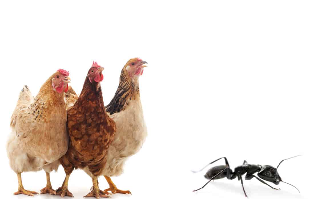 do chickens eat carpenter ants