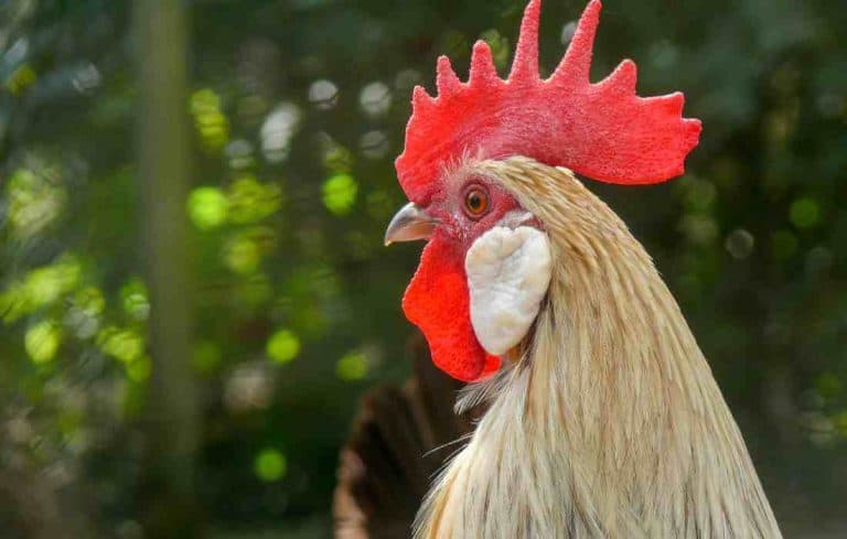 do chickens have ears
