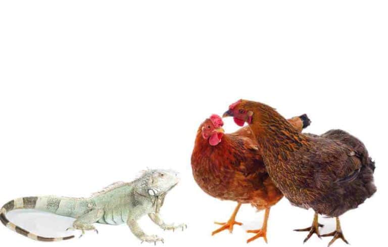 do iguanas kill chickens