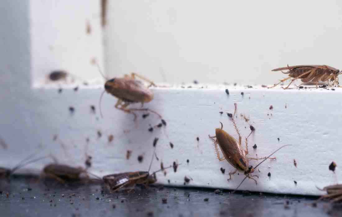 How Do I Keep Roaches Out Of My Chicken Coop 