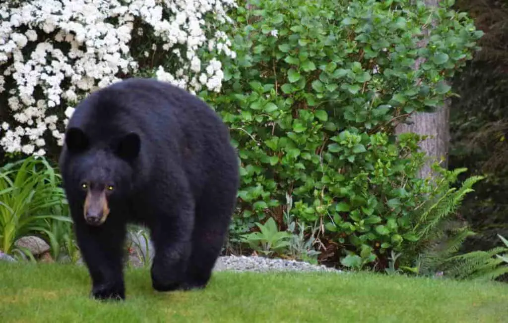 how to keep bears from my chickens