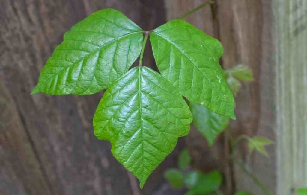 poison ivy leaves