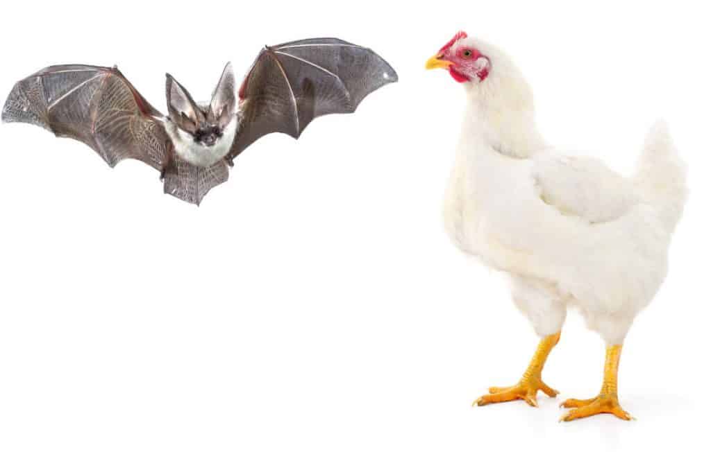 Will Bats Kill Chickens? Are Bats Considered Predators?