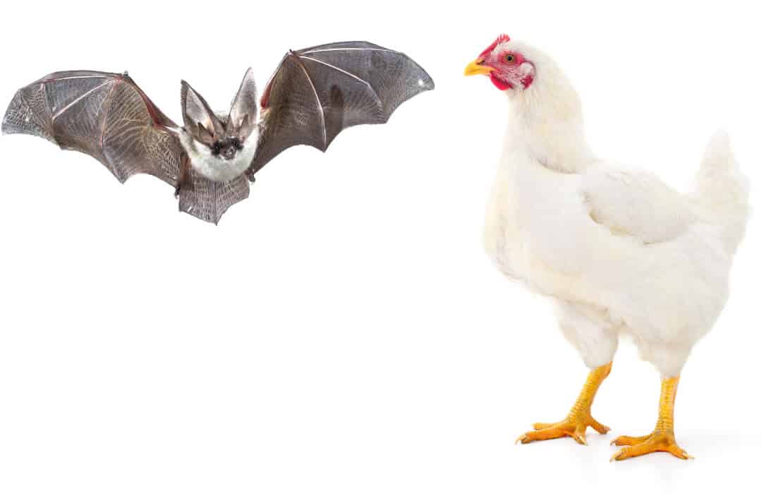 will bats kill chickens