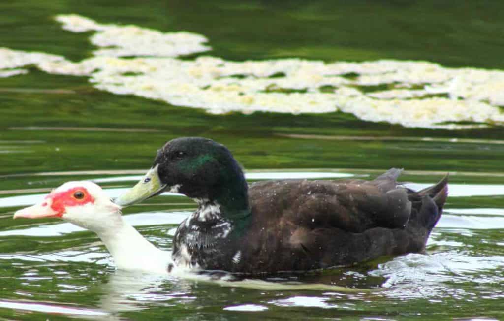 muscovy and mallard duck mating in the water