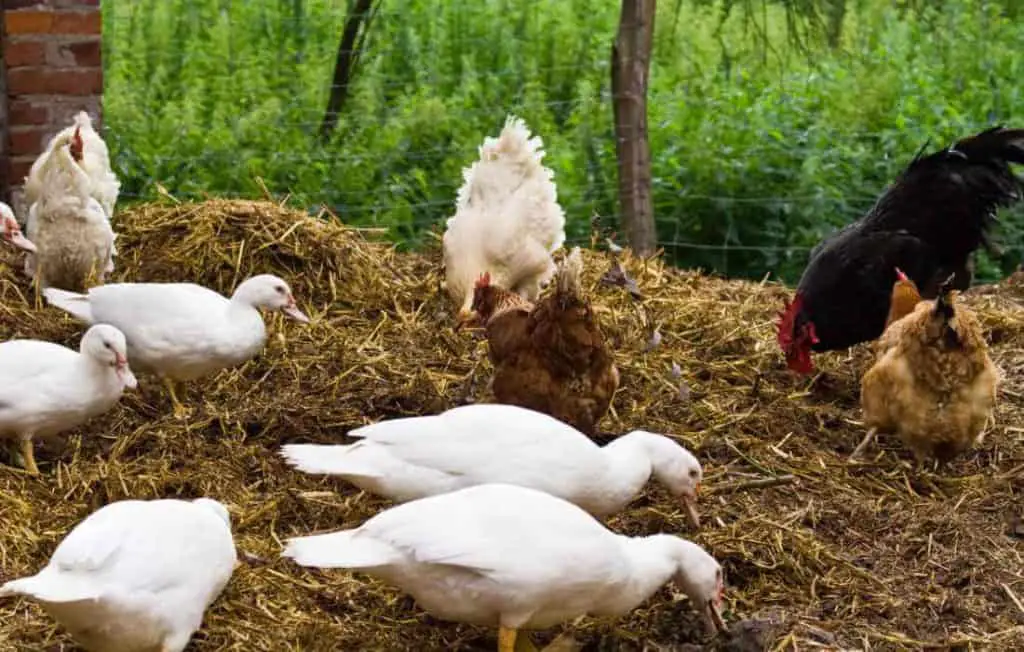 Can Chickens Breed With Ducks? What To Do If They Try?