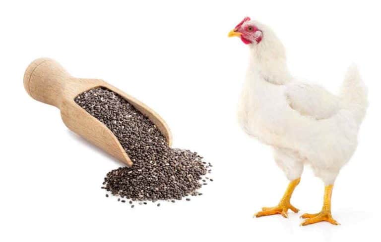 can chickens eat chia seeds