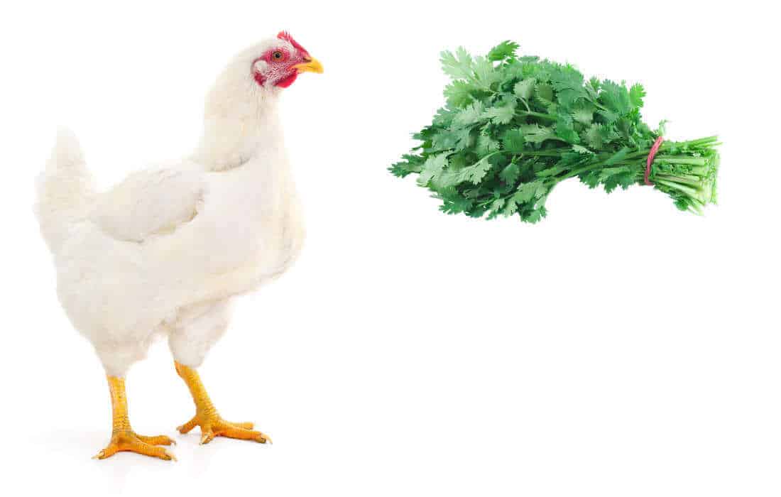 can chickens eat cilantro