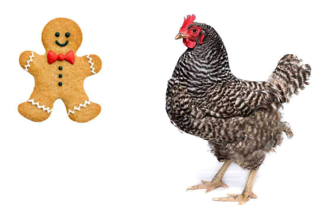 can chickens eat gingerbread