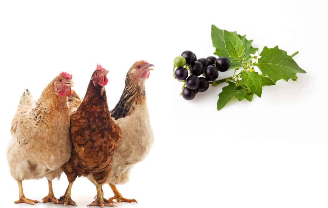 can chickens eat nightshade plants