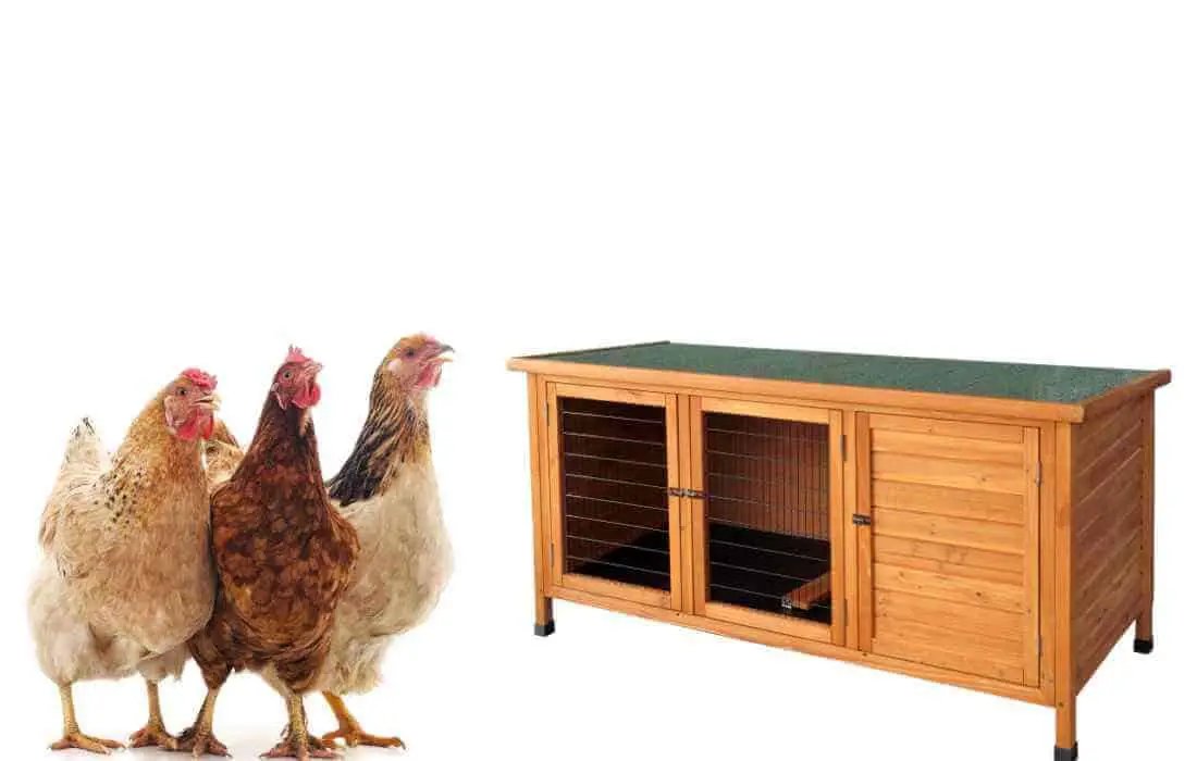 can chickens live in a rabbit hutch