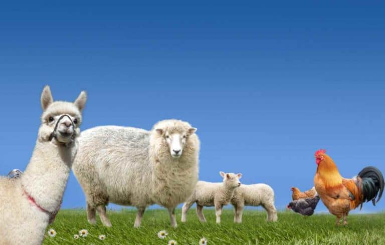 can chickens live with alpacas