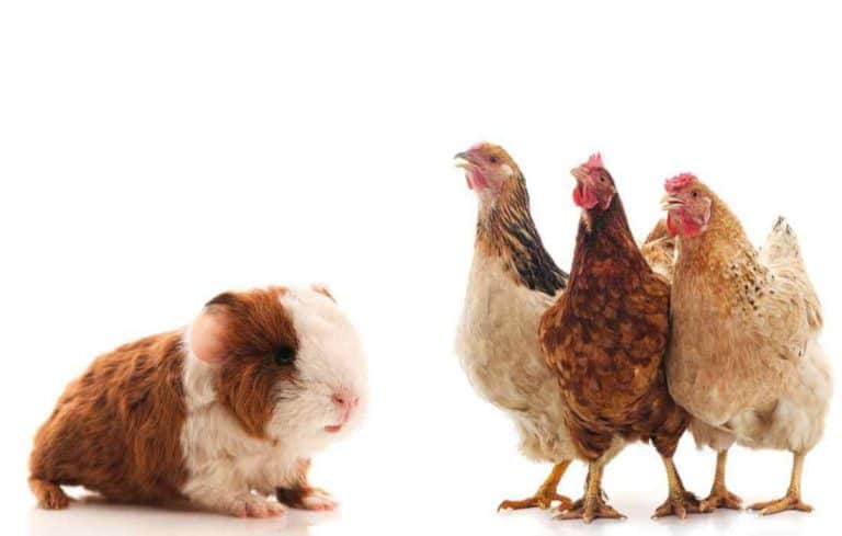can chickens live with guinea pigs
