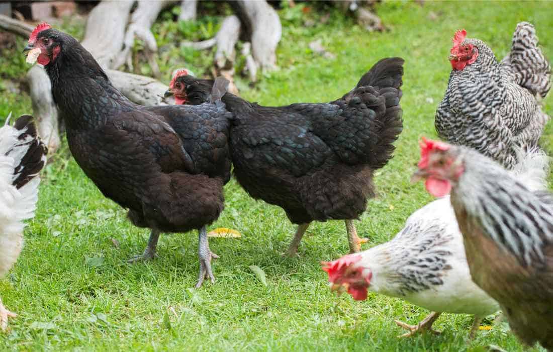 can laying hens and meat chickens live together