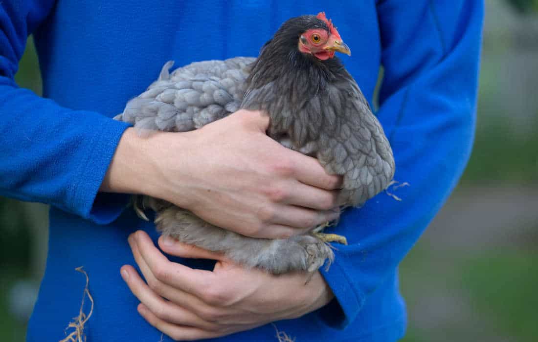 how do chickens show affection to humans
