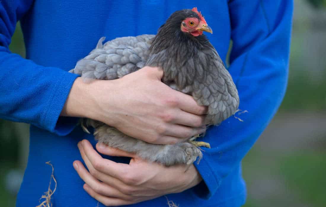 do chickens like being hugged