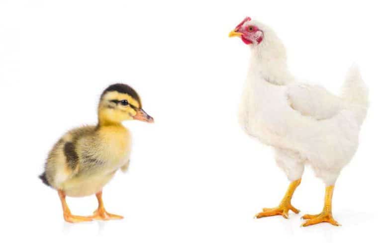 will chickens kill ducklings
