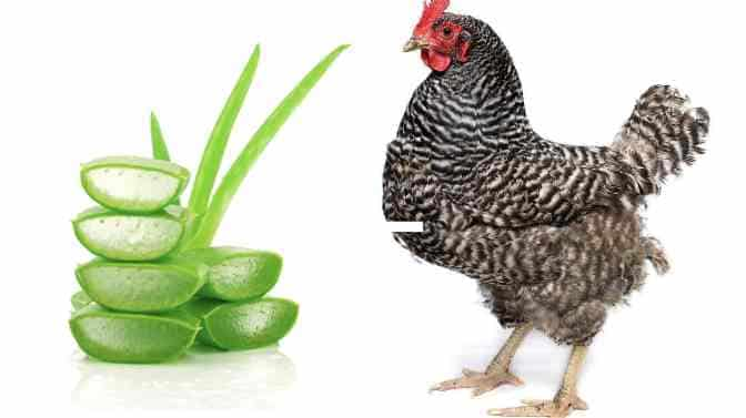 can chickens eat aloe