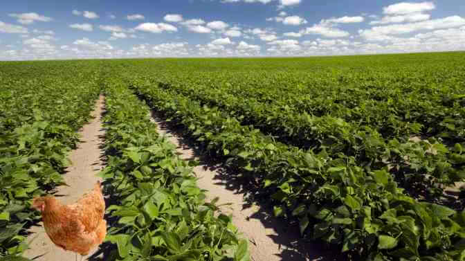 can chickens eat bean plants