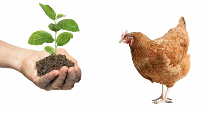 can-chickens-eat-cucumber-plants-leaves-stems-vines-henraising