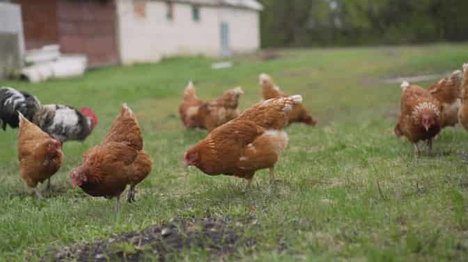 are chickens good for your yard
