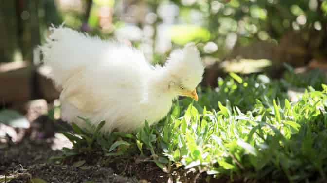 can silkie chickens live alone