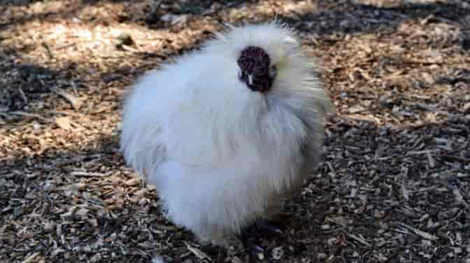 can silkie chickens stay outside in the winter