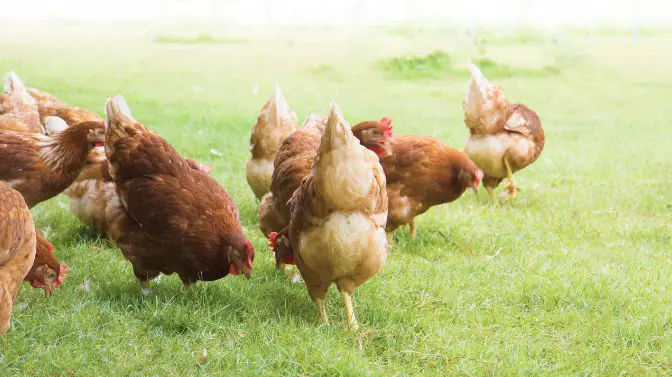 does chicken poop kill grass