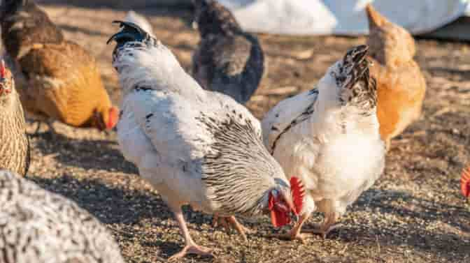 are raising chickens a lot of work