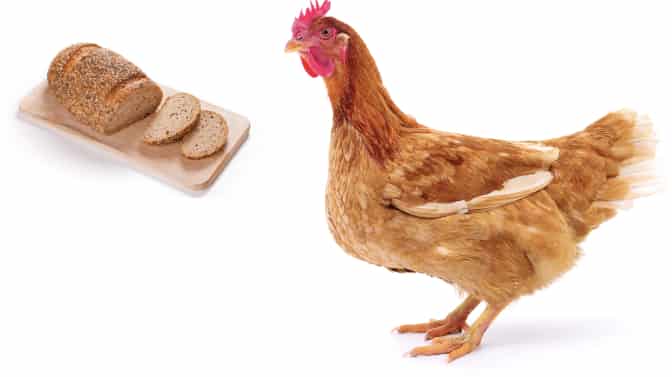 can chickens eat bread