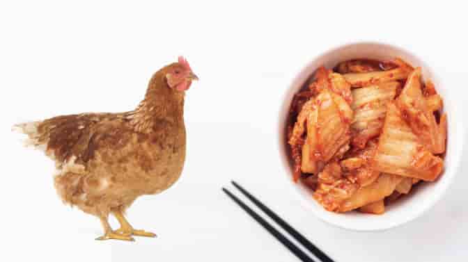 can chickens eat kimchi