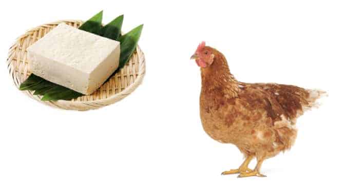 can chickens eat tofu