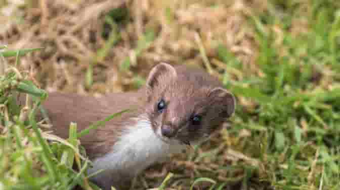 do weasels eat chickens