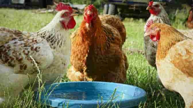 do chickens like getting in water