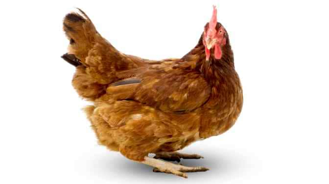 Why Do Chickens Squat When You Pet Them? [A Look At The ...