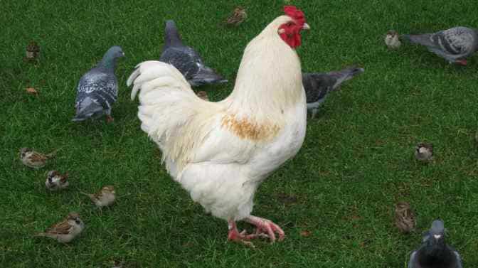 can chickens live with pigeons