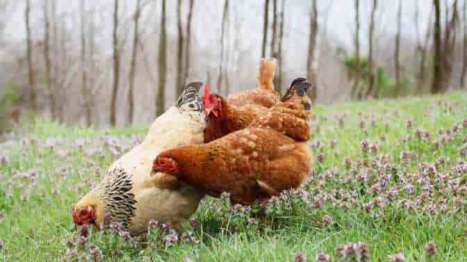 are chickens intelligent