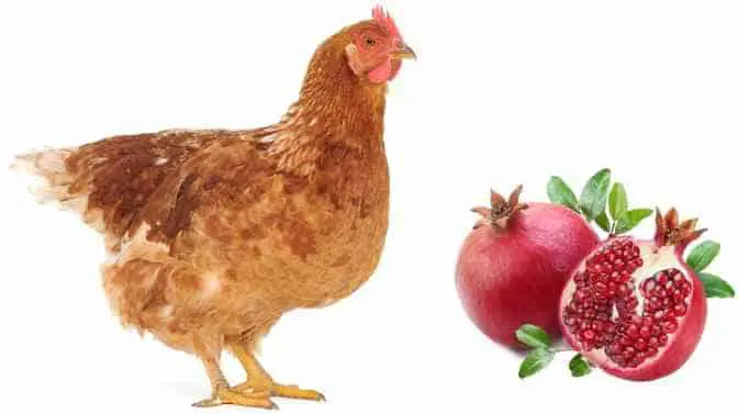 can chickens eat pomegranate