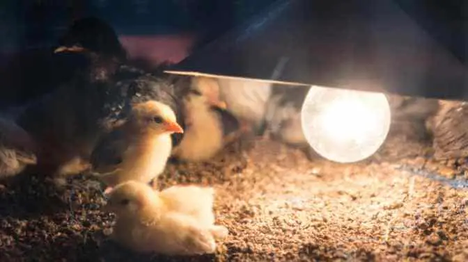 do chickens need a light in their coop at night