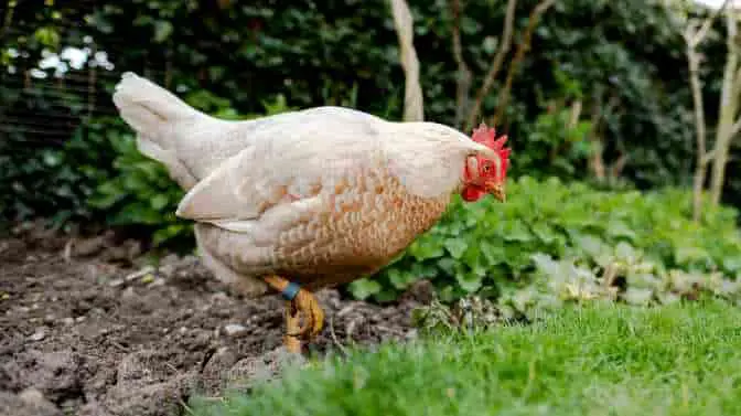 do free range chickens need feed