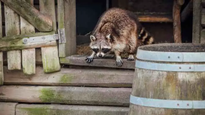 do raccoons kill chickens